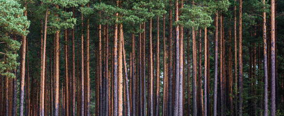 close-up of pine forest tree trunks, background with straight, brown trunks, branches with green needles at the top and left half