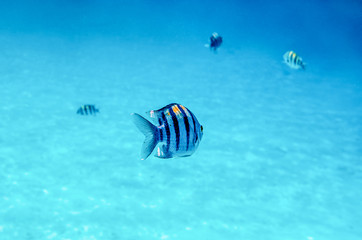 Wall Mural - Tropical fish in warm water of red sea