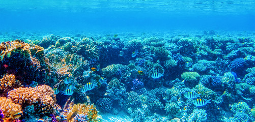 Wall Mural - underwater panoramic view with tropical fish and coral reefs