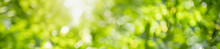 Abstract Blurred Out Of Focus And Blurred Green Leaf Background Under Sunlight With Bokeh And Copy Space Using As Background Natural Plants Landscape, Ecology Cover Concept.