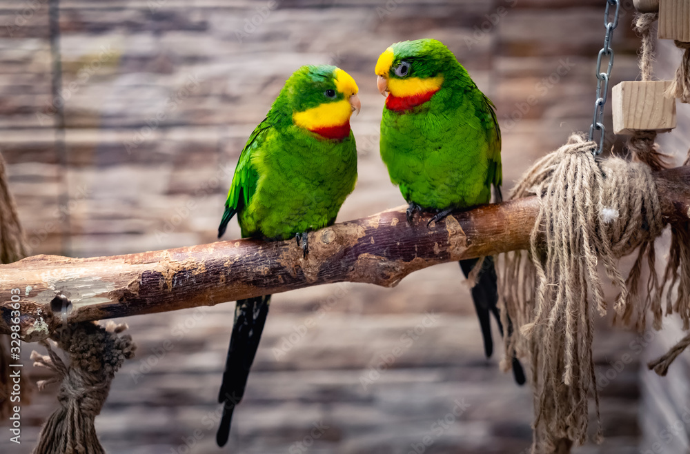Beautiful couple of green parrots, sitting on branch in aviary - obrazy, fototapety, plakaty 