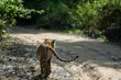 wild tiger from back side walking on jungle track in dhikala zone at jim corbett national park or tiger reserve, Uttarakhand, India - Panthera Tigris Tigris