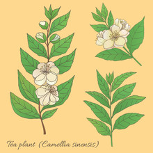 Tea Collection. Hand Drawn Tea Plant Camellia Sinensis With Flowers