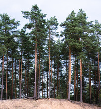 Sandy Hillside And Beautiful Pine Forest With Slender, Straight Brown Trunks