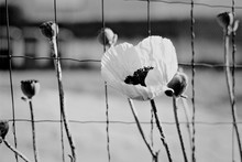 Black And White Photo Of Poppies Next To The Fence Mesh