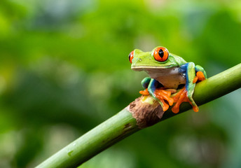 green tree frog