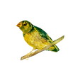 Wild bird on a branch. Green and yellow hand painted watercolor. Vintage colorful illustration isolated on white background