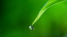Macro Shot Of Water Drop Over The Green Grass Leaf , Relaxation With Water Ripple Drops Concept