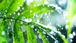 © Lukas Gojda - fresh green leaves with water drops over the water , relaxation with water ripple drops concept