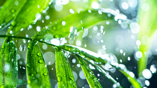 fresh green leaves with water drops over the water , relaxation with water ripple drops concept © Lukas Gojda