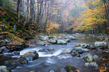 Wall Mural - Autumn on the Middle Prong of the Little River, Great Smoky Mountains National Park, Tennessee.