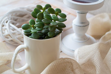 Jade Plant Growing In White Cup On White Wooden Background. Succulent Houseplant, Crassula Ovata, Commonly Known As Jade Plant, Friendship Tree, Lucky Plant Or Money Tree