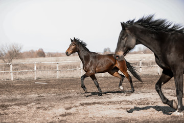 Herd of beautiful horses that ride in nature