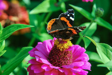 Red Admiral (vanessa Atalanta) Butterfly On Zinnia Flower