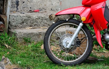 Wall Mural - Cat on motorcycle wheel