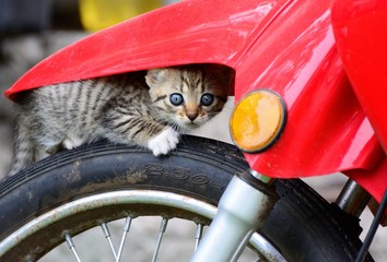 Wall Mural - Cat on motorcycle wheel