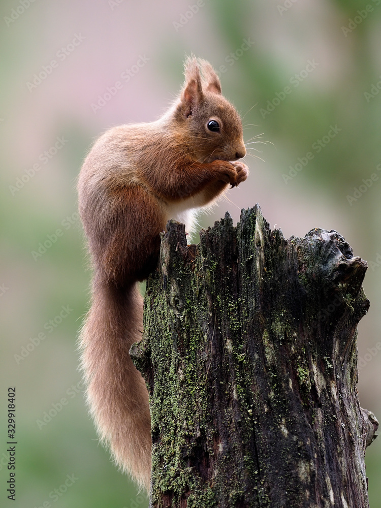 Red squirrel, Sciurus vulgaris - obrazy, fototapety, plakaty 