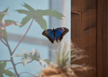 Nice Blue Butterfly Behind A Net And A Leaf