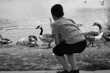 Rear View Of Boy Looking At Canada Geese On Riverbank