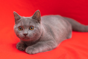 Wall Mural - Grey smoky fluffy cat breed British looks at the camera on a red background.. The concept of Studio photography for articles and advertisements about Pets and caring for them .