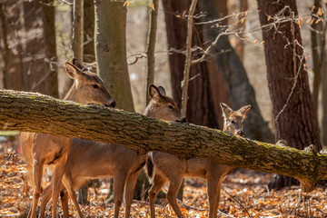 Wall Mural - White-tailed deer in the spring forest. Natural scene from Wisconsin state forest.