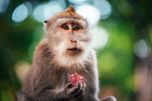 Macaque Monkey Eating Fruit In Monkey Forest In Ubud, Bali, Indonesia