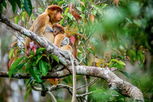 Proboscis Monkey Baby Milking Its Mother's Breast Milk. Female Proboscis Monkey With A Cub On The Tree In A Natural Habitat. Long-nosed Monkey. Scientific Name: Nasalis Larvatus. Rainforest Of Borneo.