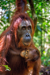 Poster - Mother feeds baby cub. Orangutan baby and mother in a natural habitat. Bornean orangutan (Pongo  pygmaeus wurmbii) in the wild nature. Rainforest of Borneo Island. Indonesia. Love and maternity