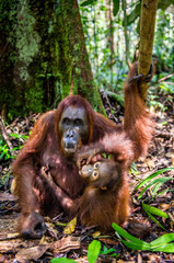 Wall Mural - mother feeds baby cub. orangutan baby and mother in a natural habitat. bornean orangutan (pongo pygm