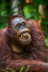 Wall Mural - Bornean orangutan with open mouth. close up portrait .  Central Bornean orangutan, Scientific name: Pongo pygmaeus wurmbii. Natural habitat. Tropical Rainforest of Borneo Island.