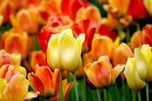 Download Yellow Tulip Free Stock Photo Public Domain Pictures Yellowimages Mockups