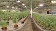 Marijuana Large Indoor Grow House
