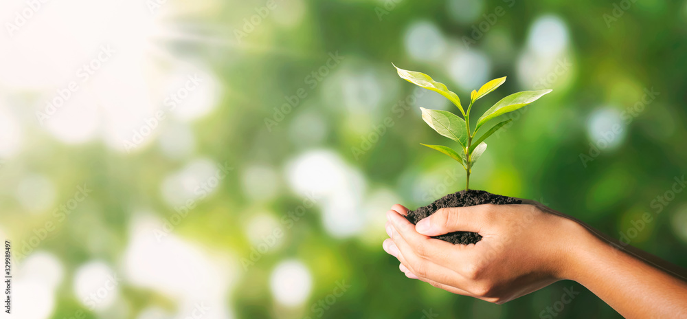 plant growing in hand on green nature with sunlight background. eco environment concept - obrazy, fototapety, plakaty 