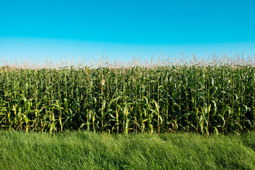 Sticker - corn field on a sunny day