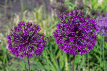 Two Allium Flowers,  Purple Onion Flowers, Bee Between Them.