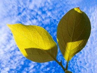 Sticker - plant