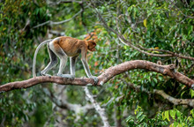 Proboscis Monkey (female) On A Tree In The Wild Green Rainforest On Borneo Island. The Proboscis Monkey (Nasalis Larvatus) Or Long-nosed Monkey, Known As The Bekantan In Indonesia