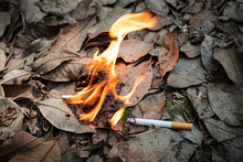 Close Up Cigarette Butt Non-smoked Carelessly Are Thrown Into Dry Grass On The Ground Causing A Dangerous Forest Fire, Eclogical Cotostrophy Through Human Fault Concept