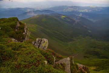 Wall Mural - Summer landscape in the Carpathian mountains