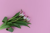 Fototapeta Tulipany - Bouquet of pink tulips on a pink background. Copy space. Isolated