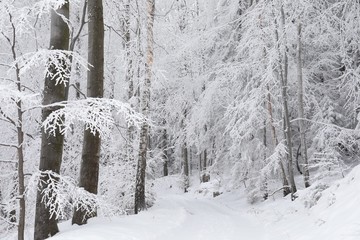 Wall Mural - Forest trail among frozen trees on a frosty morning