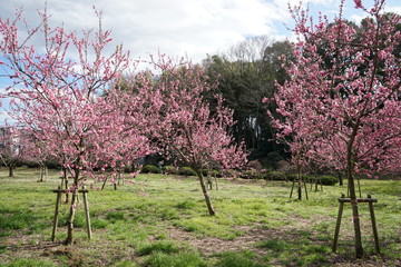 Sticker - 桃の花咲く公園