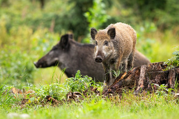 Wall Mural - harmonious wild boar, sus scrofa, piglet and adult standing on glade in summer. mother animal with i