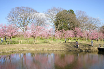 Wall Mural - 桃の花咲く公園