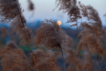 In The Winter Evening, When The Sunset Is Almost Gone.  In The Fields On The Outskirts Of The City.  Large Patches Of Reed Grass.  There Are High-voltage Wires In The Distance.