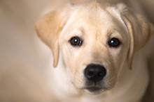 Portrait Of Dog Looking In Eyes. Devoted And Loving Look Of Labrador Puppy.