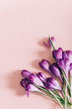Creative Layout Made With Spring Crocus Flowers On Pink Background. Flat Lay. Spring Minimal Concept.