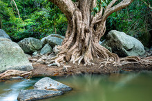 Large Tree Roots And Largest Stones In Tropical Forest Near The River