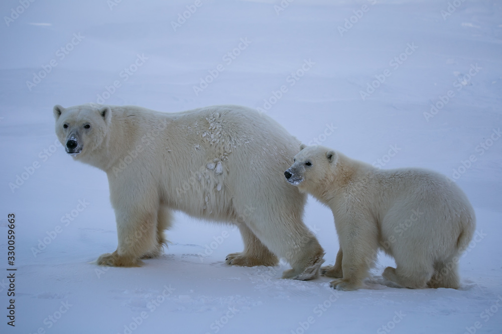 Rodzina niedźwiedzi polarnych, południowy Spitsbergen - obrazy, fototapety, plakaty 