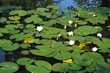 flowers on the water lilies and green leaves round view